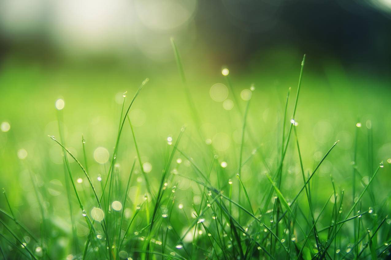 绿色草地 夏天 太阳 护眼 风景 4k高清壁纸